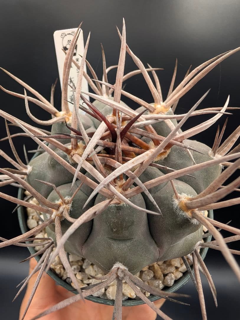 守金魔天竜 実生 鉢植えメルカリ便送料込み