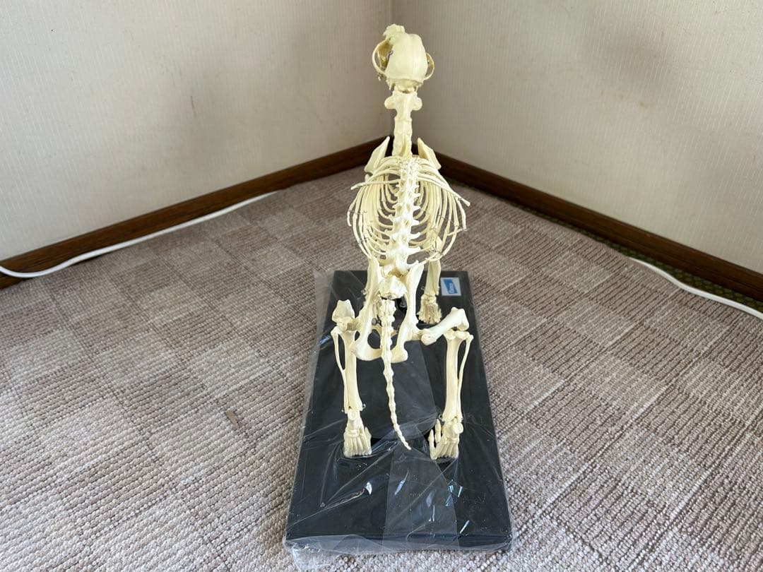 【未使用】　Elanco 犬の全身骨格模型【最終値下げ】