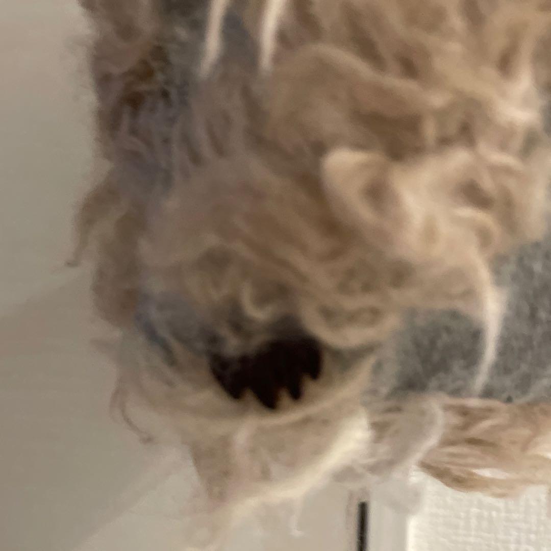 moorii beans バッグ¥22800→¥20600終日価格ミナペルホネン