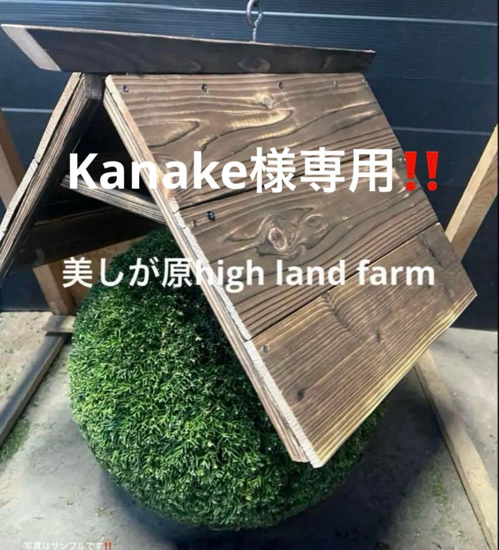 杉玉　約40センチ‼️お客様ご注文品♪