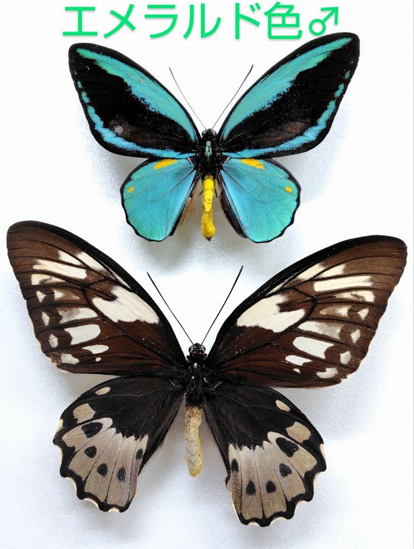 オビトリバネアゲハ♂♀標本 ♂エメラルド色強個体極美麗 オビ島産ラベル付