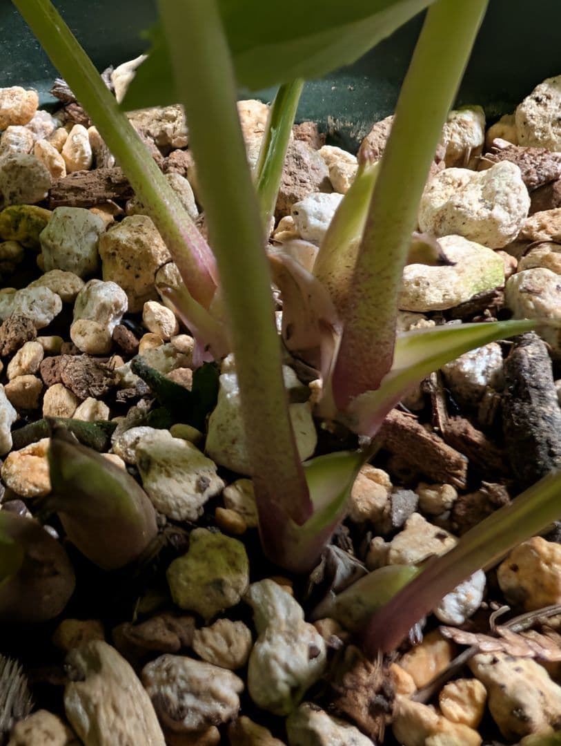 ✭クリスマスローズ:広瀬園芸•　【リバーシブル　ピンクベイン　オーレア 】