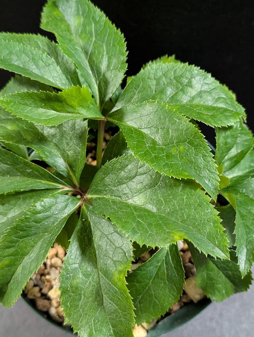 ✭クリスマスローズ:広瀬園芸•　【リバーシブル　ピンクベイン　オーレア 】