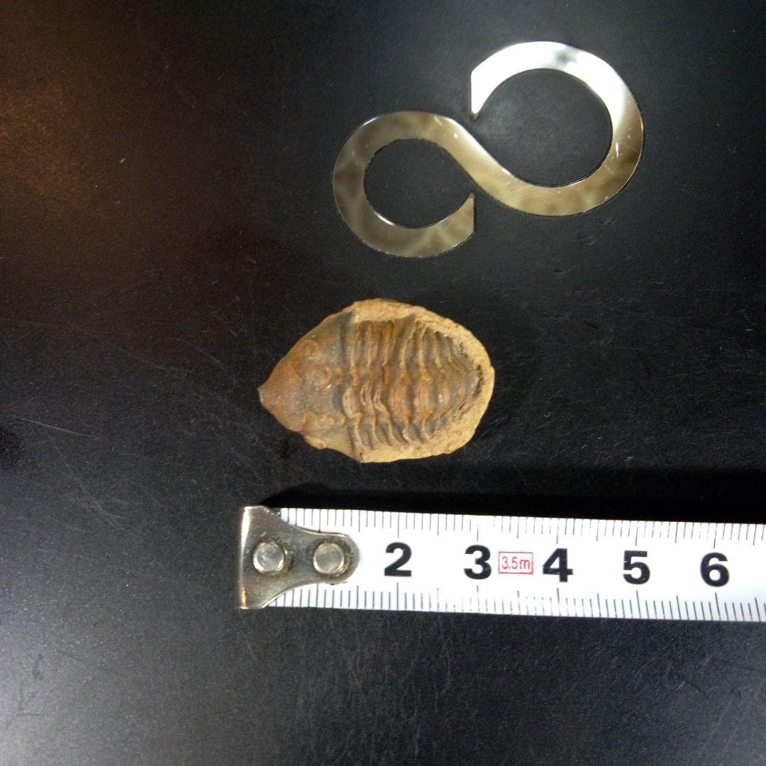 三葉虫　化石　fossil　海　ボリビア産　trilobite　海生動物種別⑦