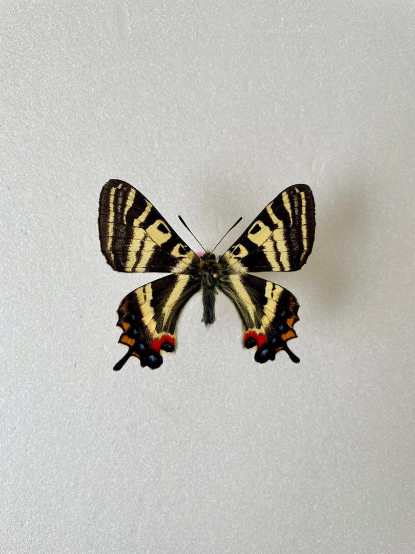 【杣山型異常型】ギフチョウ（オス、福井県）