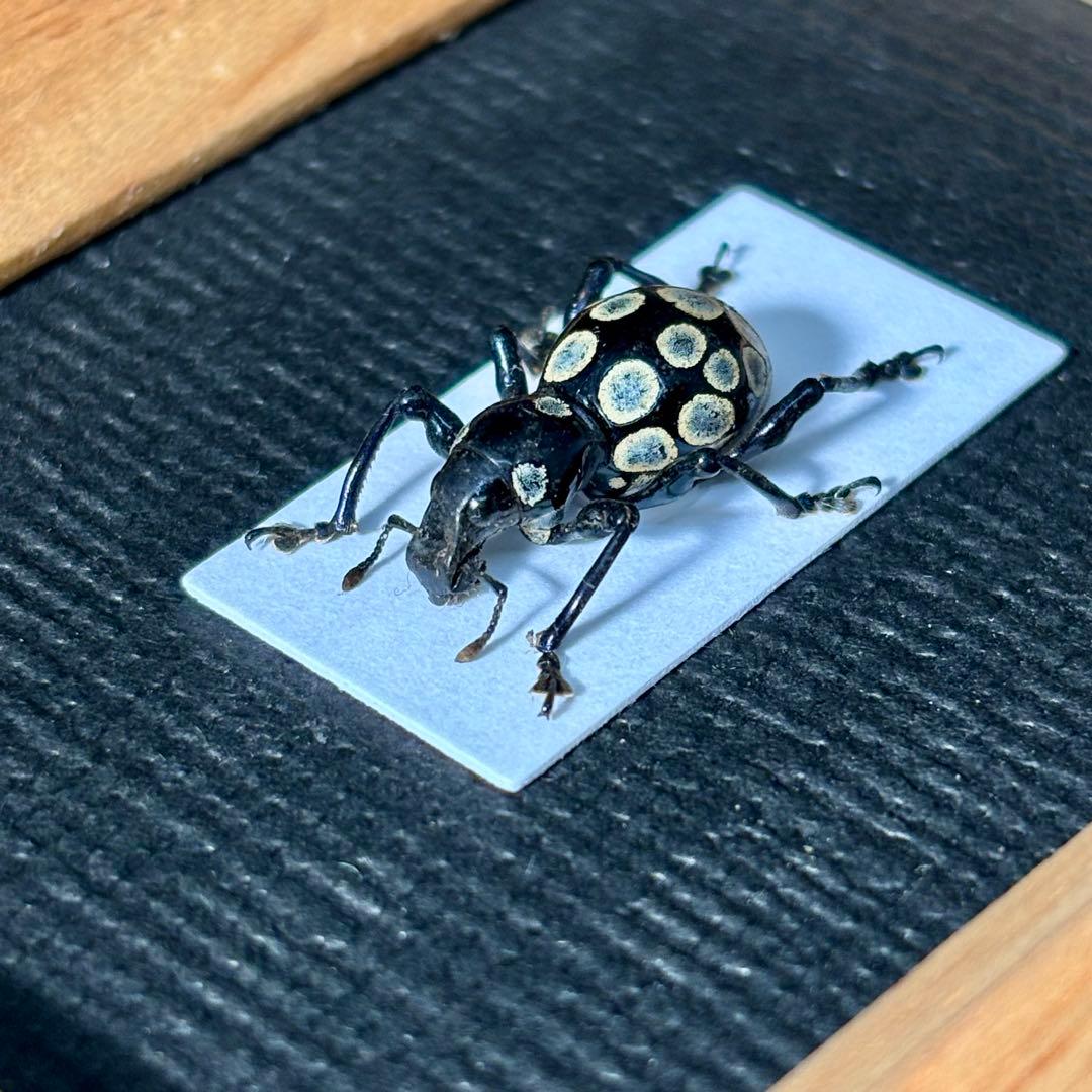 花柄模様のカタゾウムシ【標本】