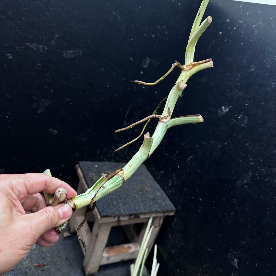 雨*♪様 斑入りモンステラホワイトタイガー大茎5株おまとめ