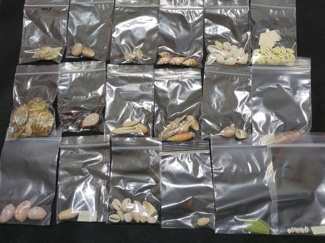 下*田様 貝殻　まとめ売り　（タカラ貝等々…）　標本