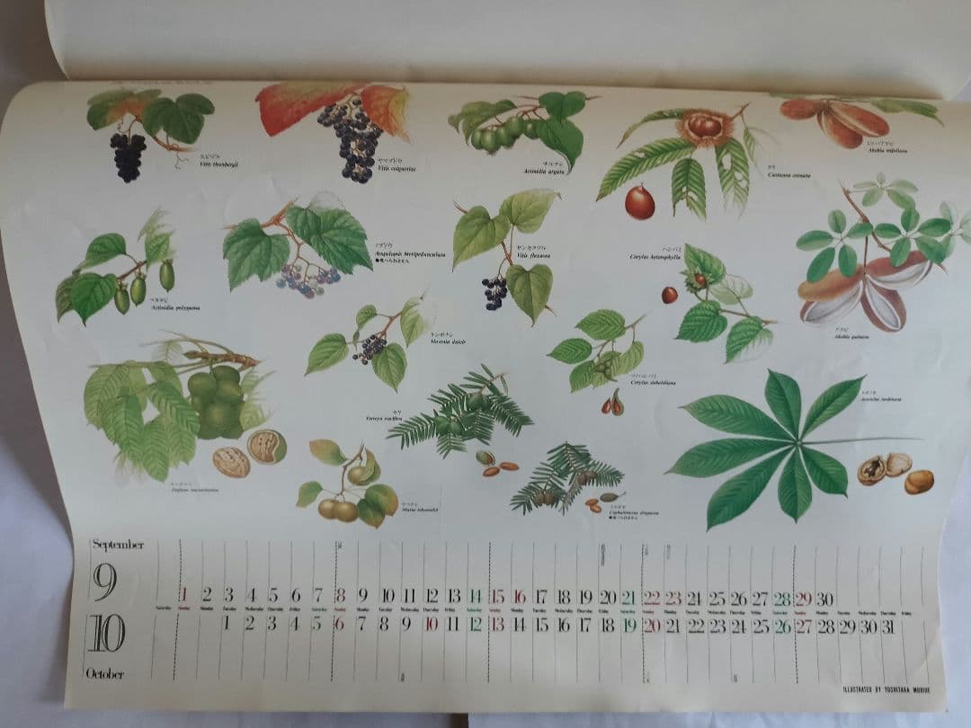 BE-PAL ビーパル カレンダー 新品未使用 1991年植物編 ヴィンテージ