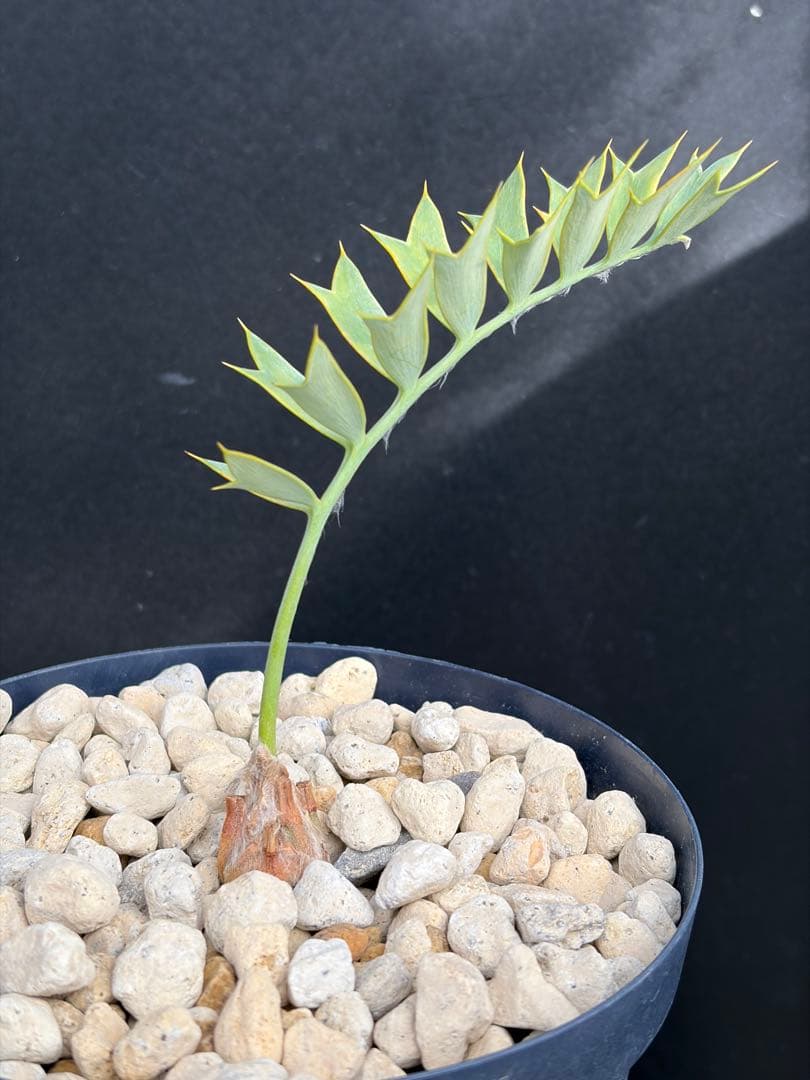 【南ア産・発根済】エンセファラルトス・ホリダス 約2cm｜No4-7