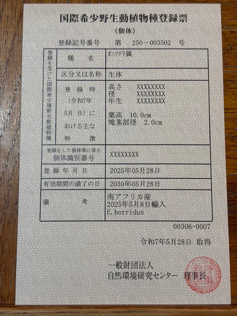 【南ア産・発根済】エンセファラルトス・ホリダス 約2cm｜No4-7