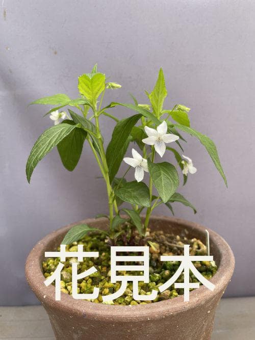 m*o様 タデスミレ 山野草