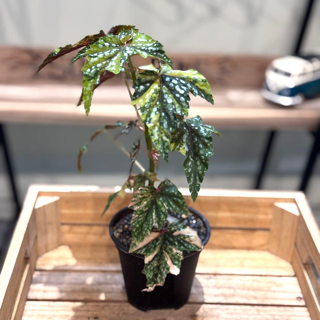 R*9様 10 ベゴニア　イズモノキラボシ　斑入り　ピンク斑に変化　激激レア　日