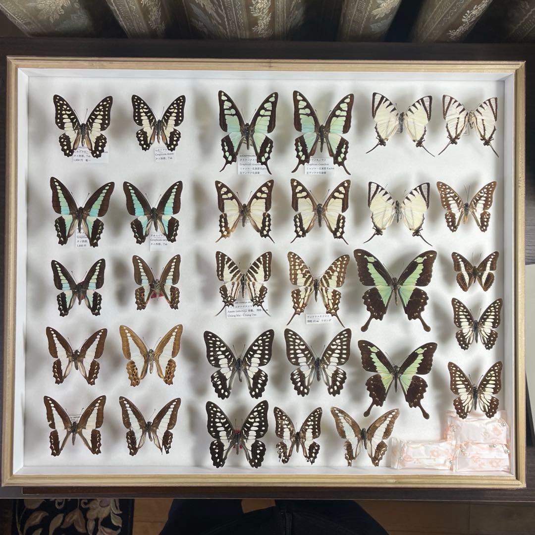 蝶標本、アオスジやミカド類多種
