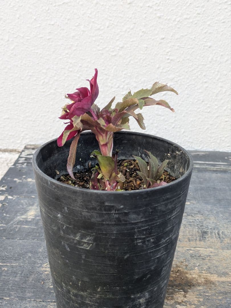 広瀬園芸 クリスマスローズ　ダブル 【ベルベットレッド】 極美個体