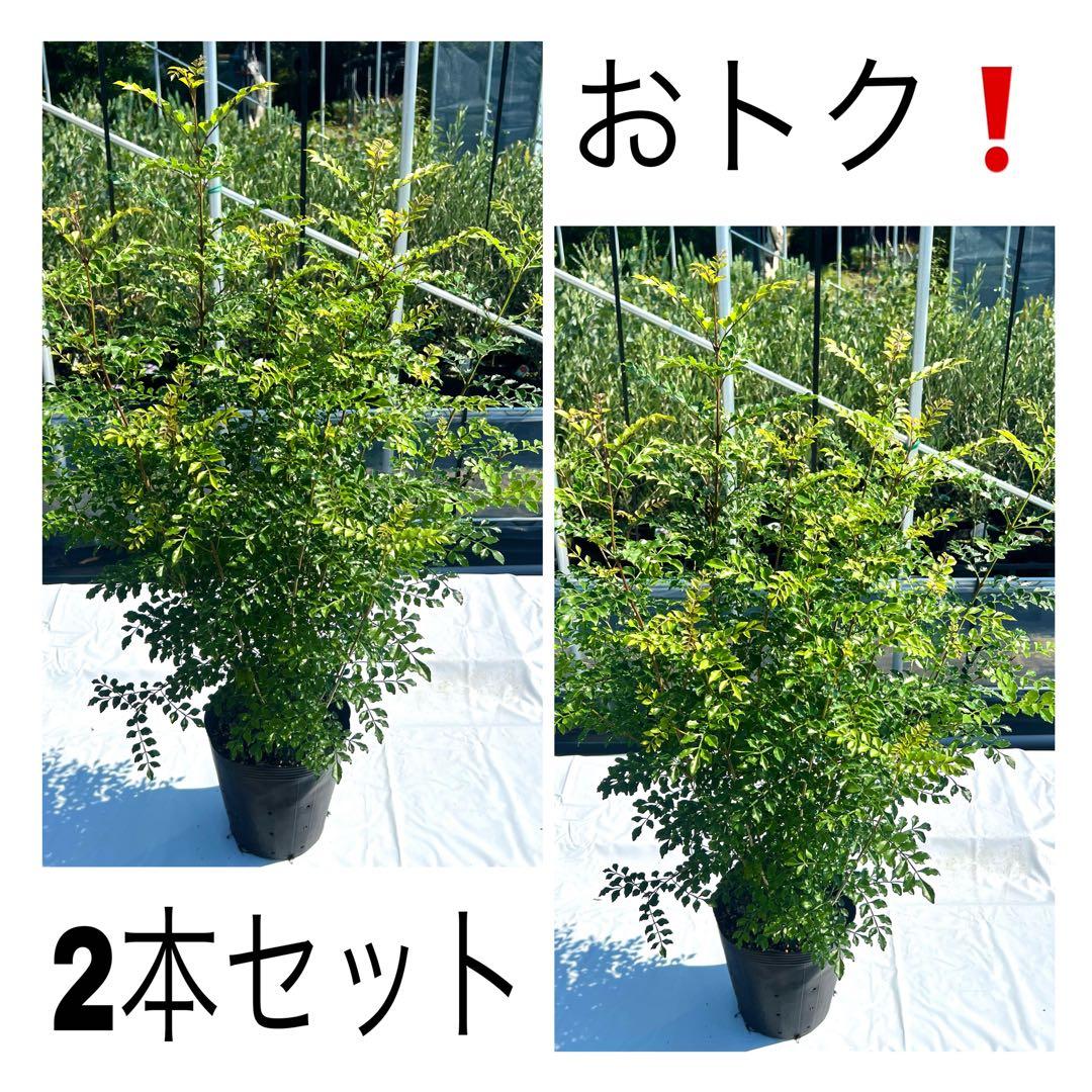 【セット割‼️高さ100㎝前後❗️】シマトネリコ 株立ち 10本立ち以上　2本セット