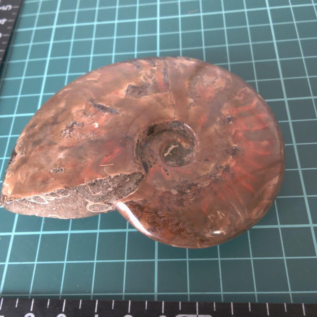 小物１ アンモナイト化石 光沢あり