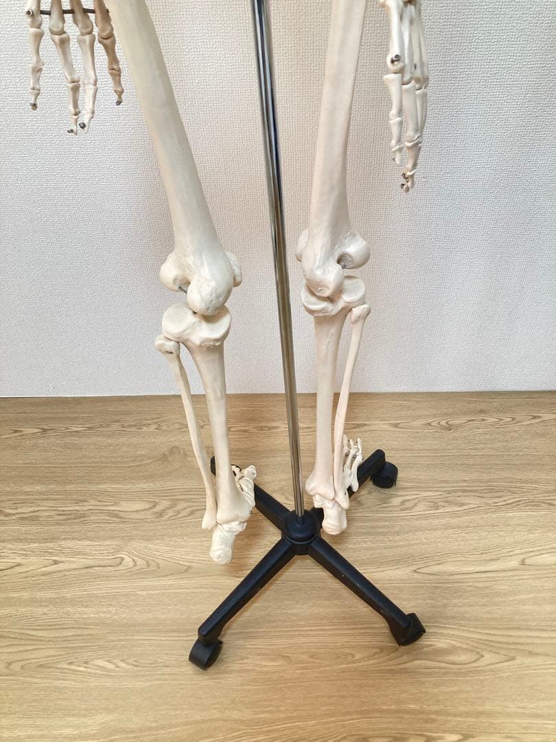 ☆レア 全身人体模型 骨格標本 約180cm 可動式 キャスター付き 医学 教材