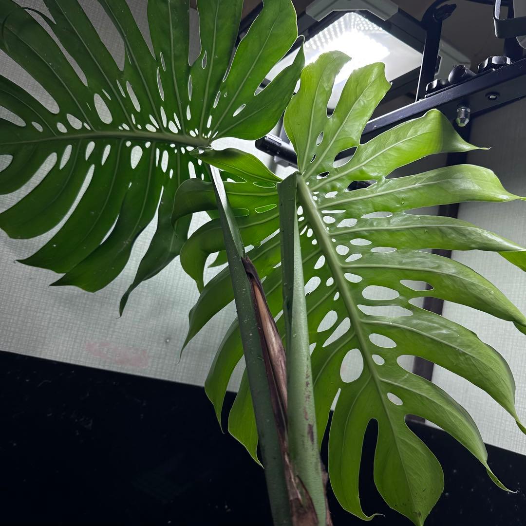 y*_様 モンステラデリシオーサマクロコズム超希少系統鉢植え80㎝