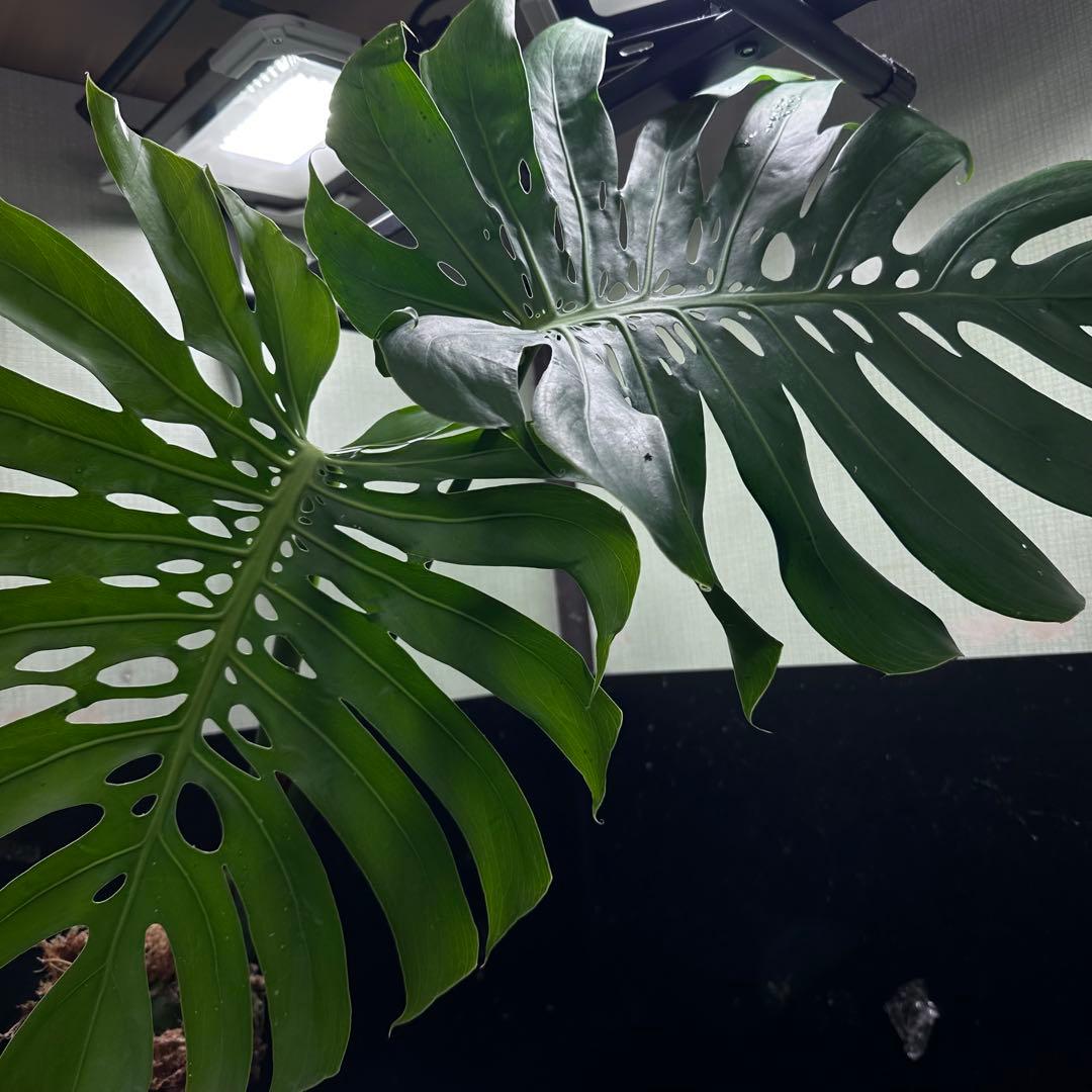 y*_様 モンステラデリシオーサマクロコズム超希少系統鉢植え80㎝