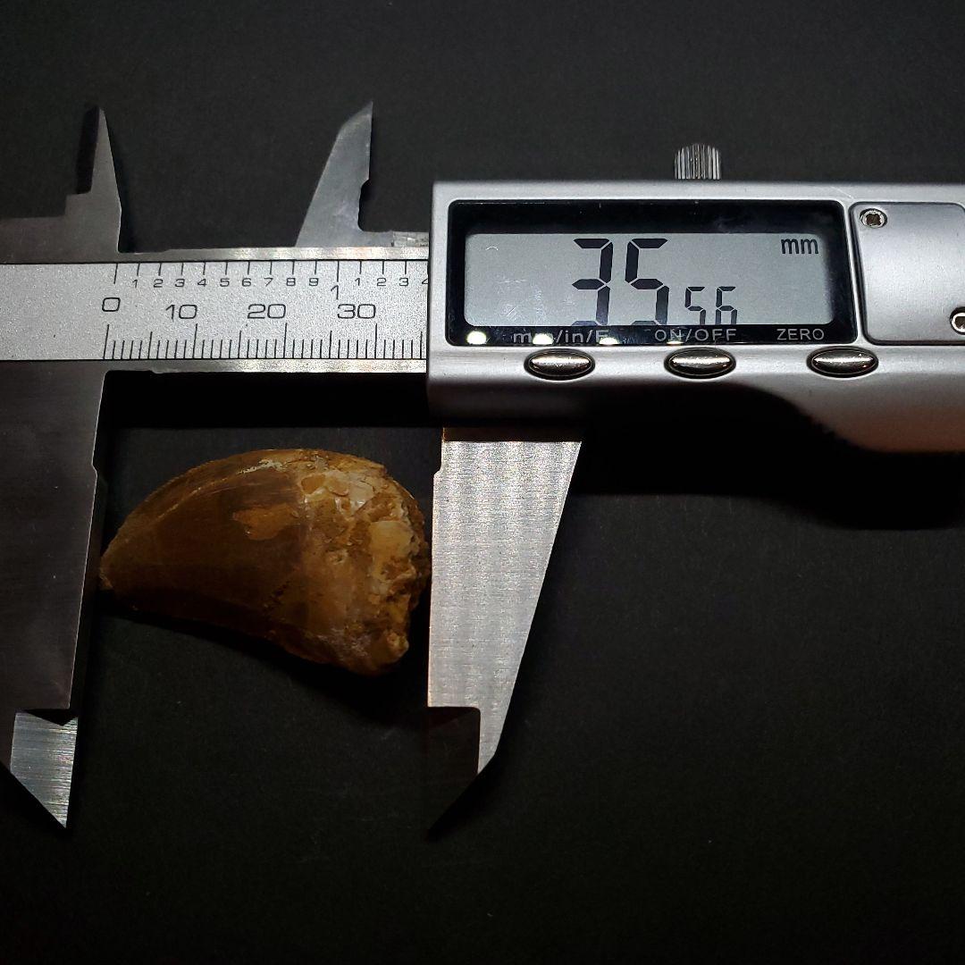 カルカロドントサウルス 歯 化石 本物 モロッコ産 35.56mm fca13