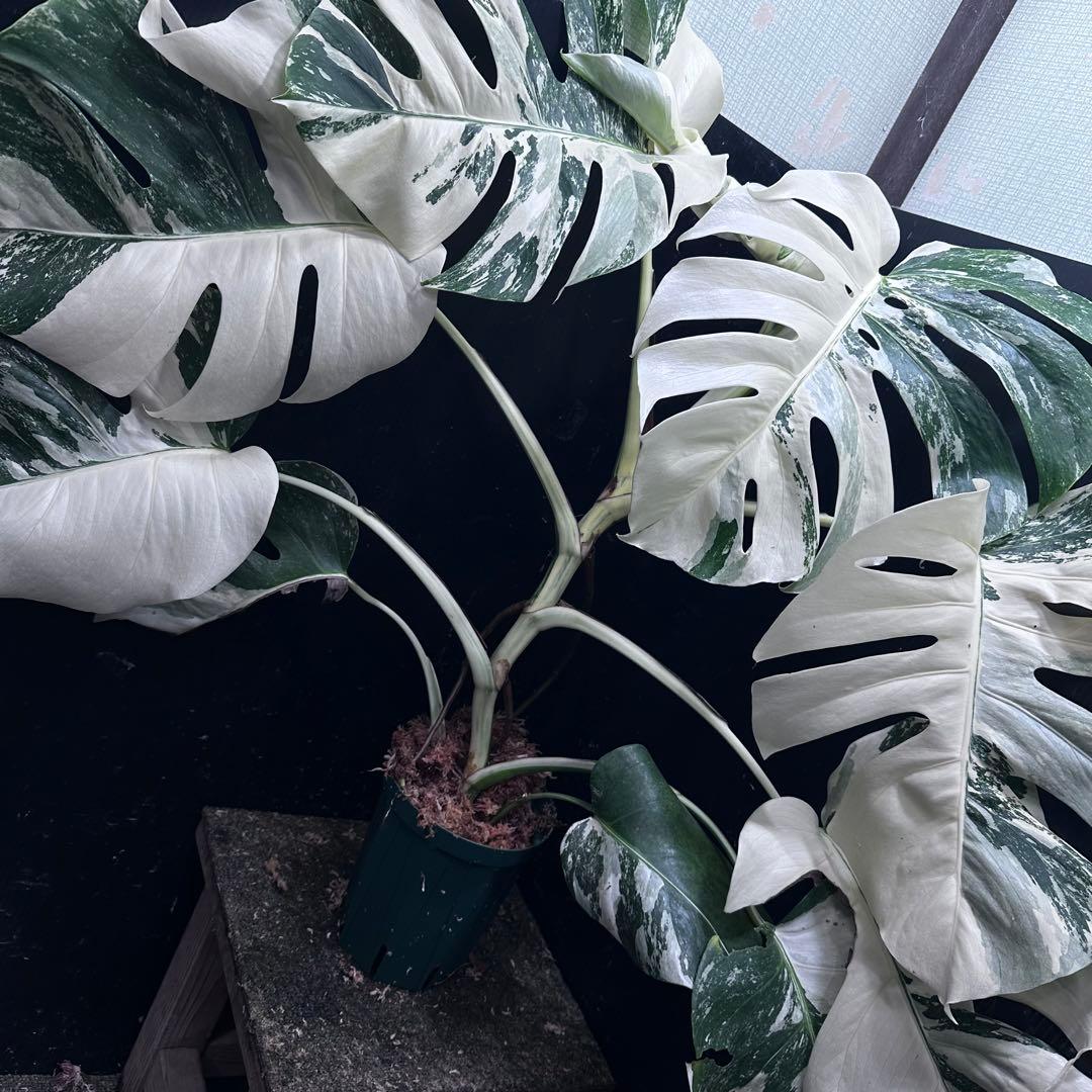 d*0様 斑入りモンステラ ホワイトタイガー極美大株69cm白斑多
