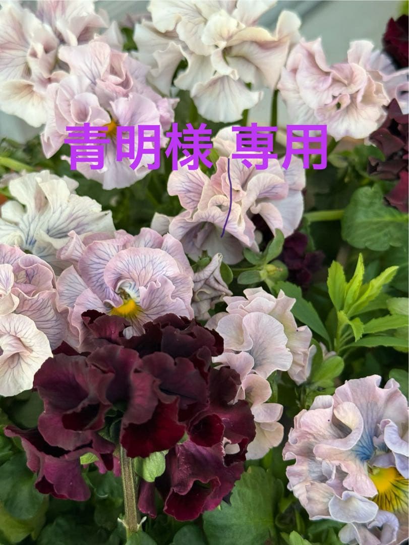 Callawayキャロウェイ　レディースシューズ 23.5 未使用