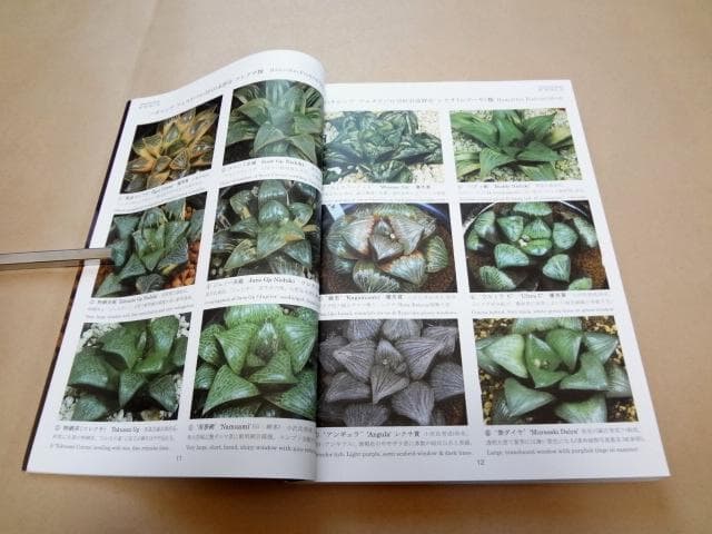 ★ ハオルシア品種名総覧 日本ハオルシア協会 ★