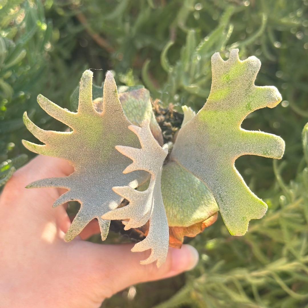 Yellow moon dwarf ’totoro’ spore 418