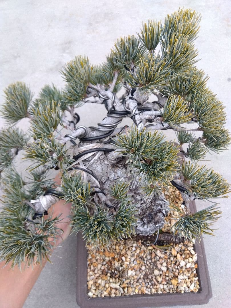 五葉松　盆栽　極太❗良樹形❗8号陶器鉢つき　ゆ