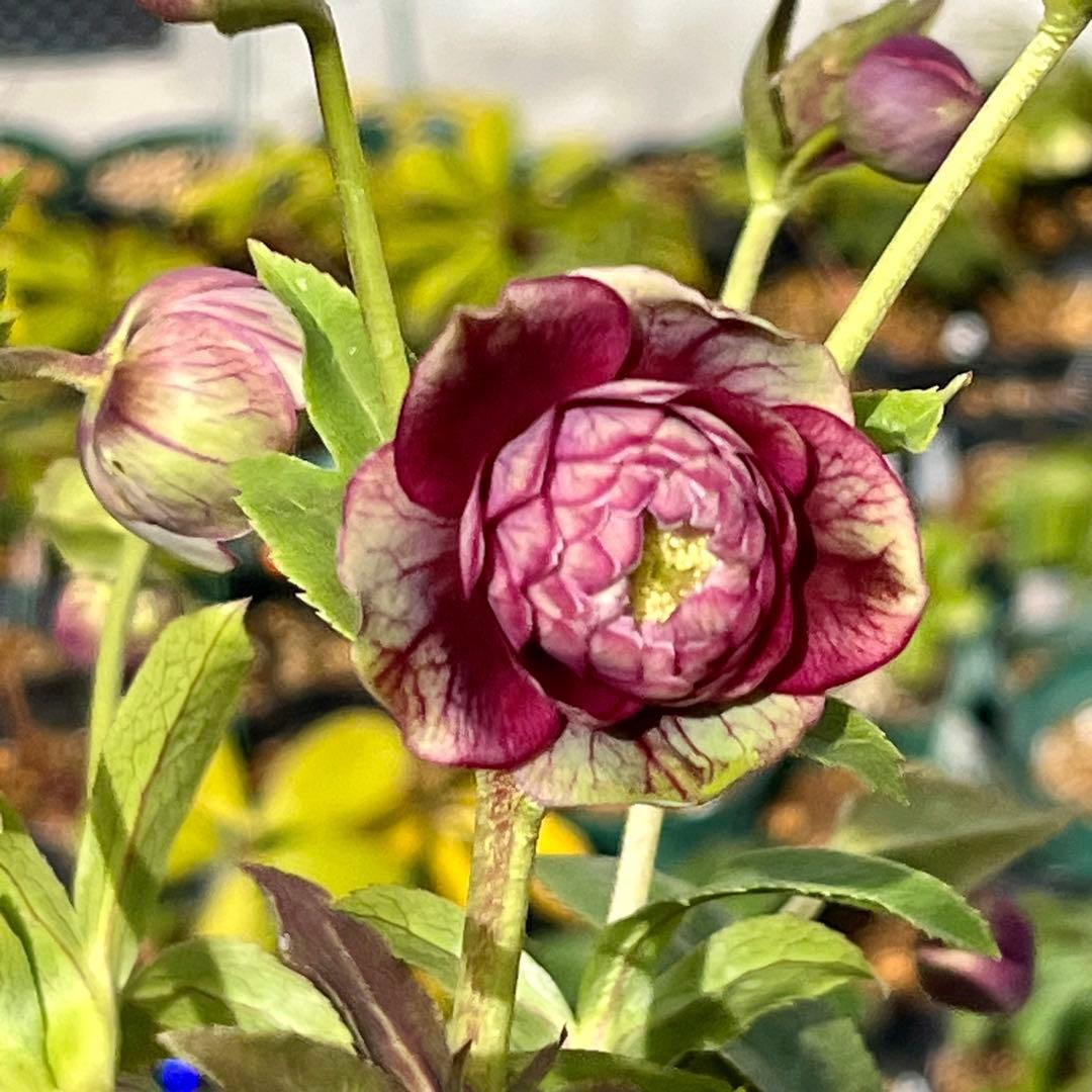 ヒ*イ様 ☘️限定1株☘️未株分け☘️蕾付き☘️3357⭐️アンティークドレスの