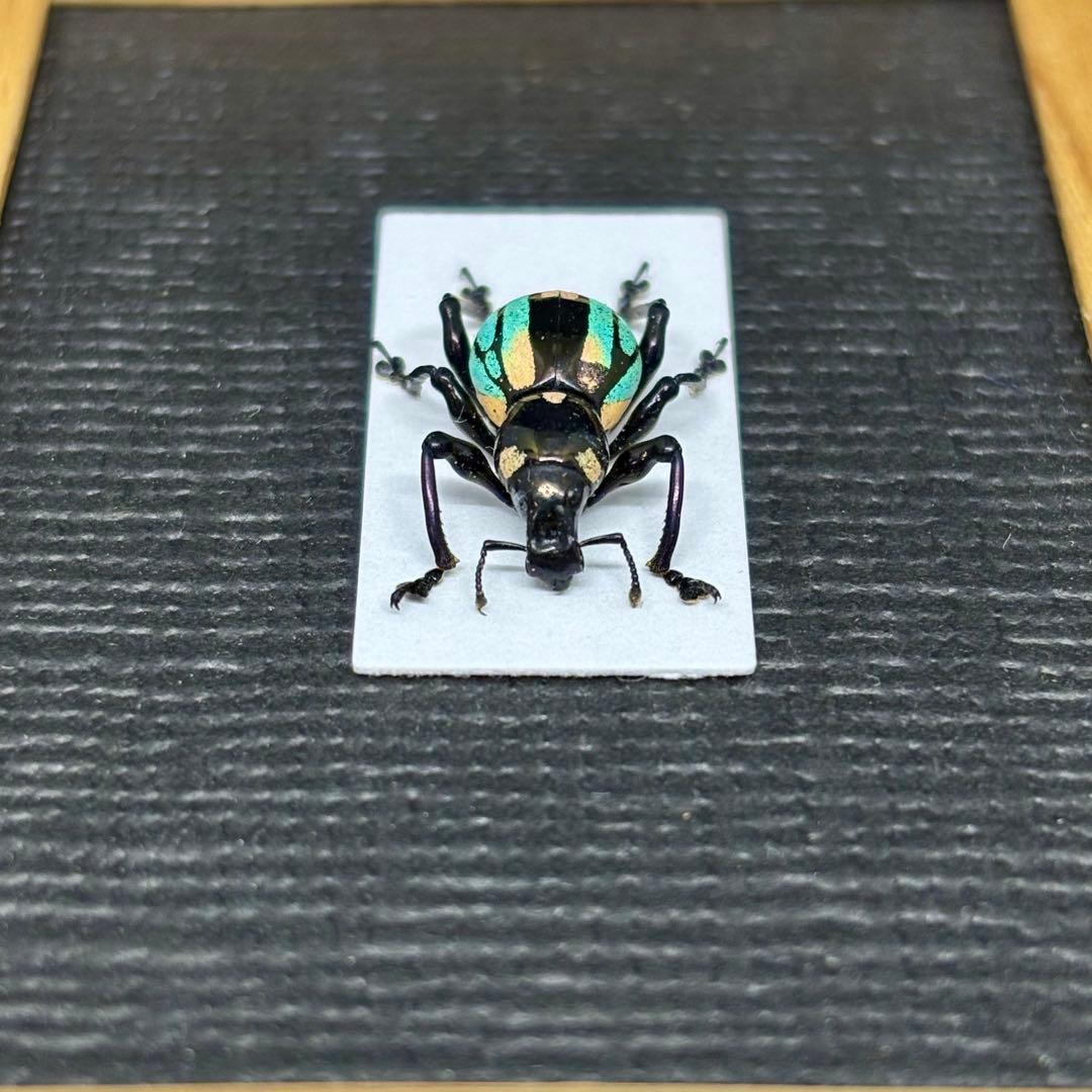 青と黄のグラデーションが美しいゾウムシ【標本】