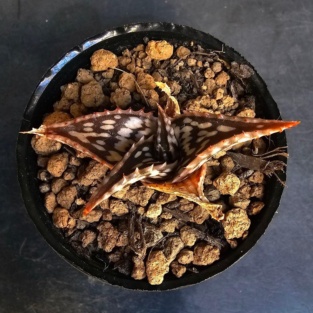 メルカリ便発送☆アロエ スモークモニター(4枚目からが商品画像です)