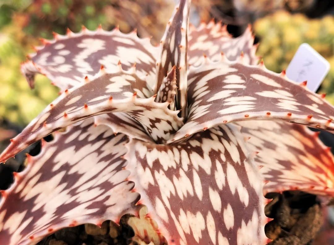 メルカリ便発送☆アロエ スモークモニター(4枚目からが商品画像です)