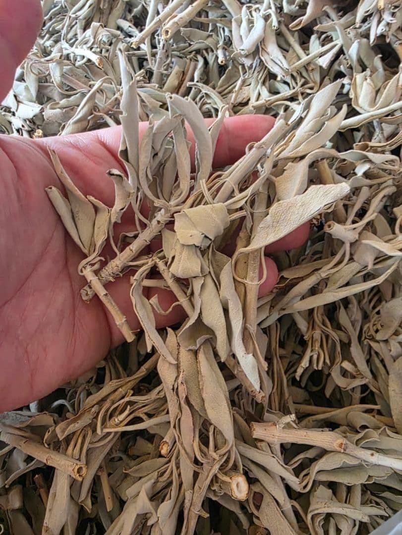 激安価格☆無農薬ホワイトセージ枝付きクラスター1kg箱入りお香浄化業務用価額