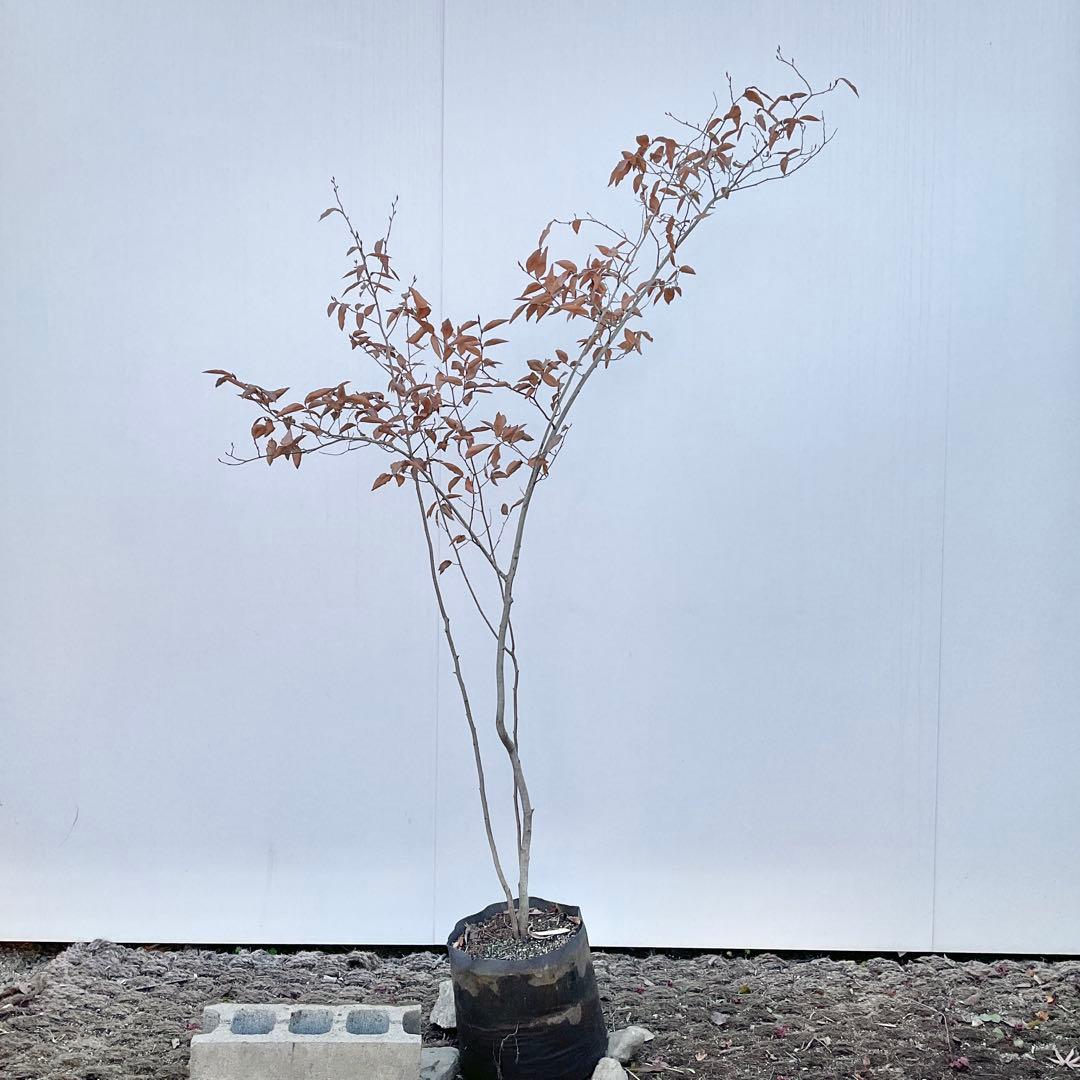 やよっぴさん専用　ヤマコウバシ/ 964