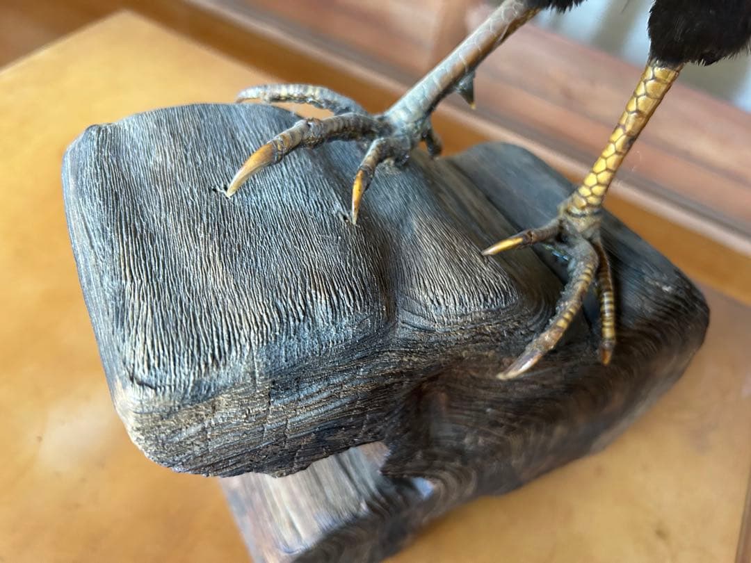 雉　キジの剥製　レトロ