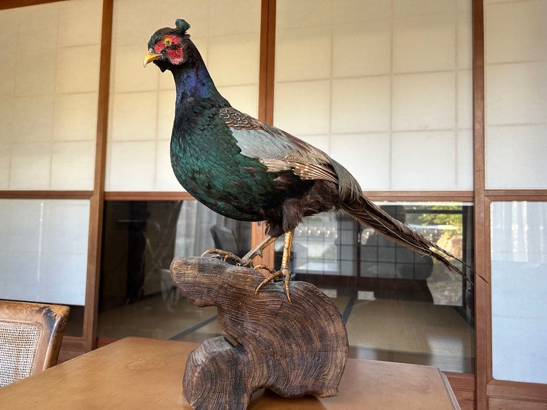 雉　キジの剥製　レトロ