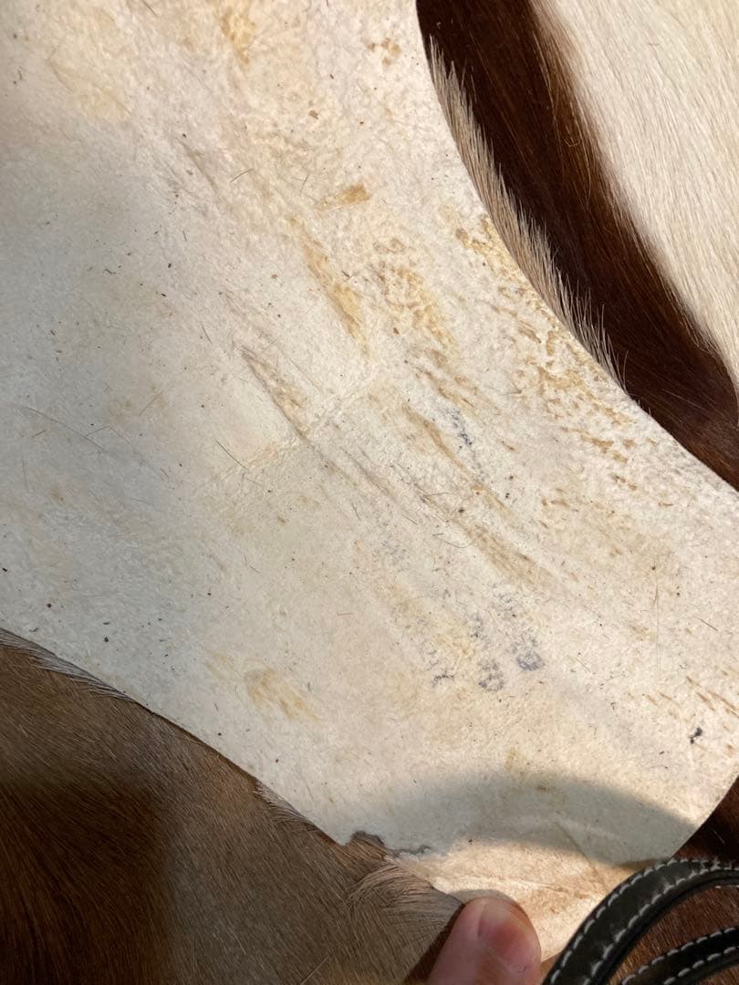 ラグ・カーペット si bubu