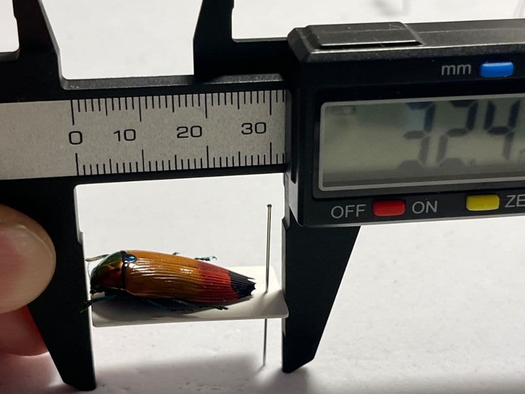 【26mm】ツマルリハデムカシタマムシ 標本 スハンダエ プラチナコガネ